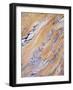 California, Sierra Nevada, Inyo Nf, Patterns of Wood Grain-Christopher Talbot Frank-Framed Photographic Print