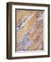 California, Sierra Nevada, Inyo Nf, Patterns of Wood Grain-Christopher Talbot Frank-Framed Photographic Print