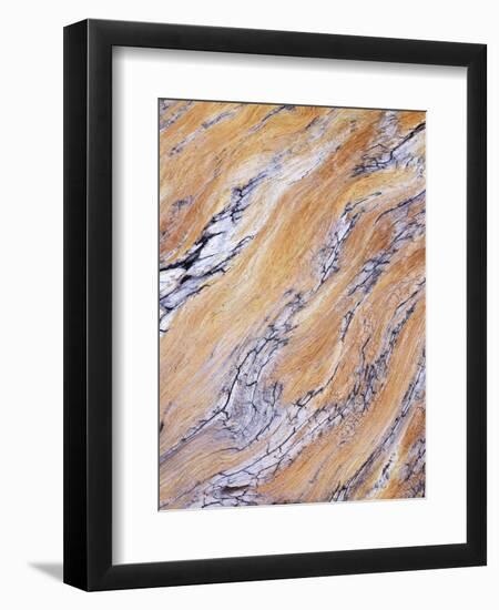 California, Sierra Nevada, Inyo Nf, Patterns of Wood Grain-Christopher Talbot Frank-Framed Photographic Print