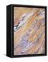 California, Sierra Nevada, Inyo Nf, Patterns of Wood Grain-Christopher Talbot Frank-Framed Stretched Canvas