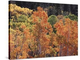 California, Sierra Nevada, Inyo Nf, Rred Fall Colors of Aspens-Christopher Talbot Frank-Stretched Canvas