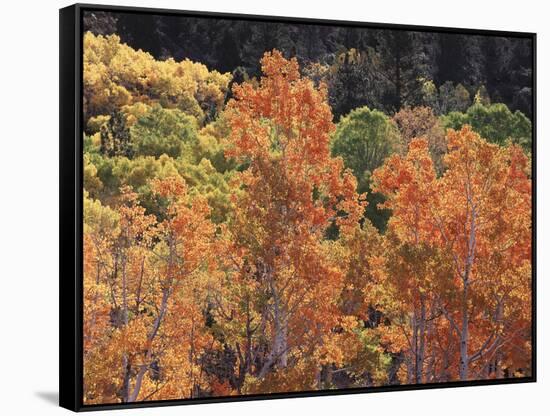 California, Sierra Nevada, Inyo Nf, Rred Fall Colors of Aspens-Christopher Talbot Frank-Framed Stretched Canvas