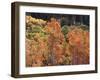 California, Sierra Nevada, Inyo Nf, Rred Fall Colors of Aspens-Christopher Talbot Frank-Framed Photographic Print