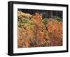 California, Sierra Nevada, Inyo Nf, Rred Fall Colors of Aspens-Christopher Talbot Frank-Framed Photographic Print