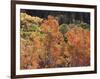 California, Sierra Nevada, Inyo Nf, Rred Fall Colors of Aspens-Christopher Talbot Frank-Framed Photographic Print