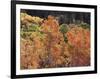 California, Sierra Nevada, Inyo Nf, Rred Fall Colors of Aspens-Christopher Talbot Frank-Framed Photographic Print