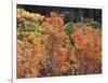 California, Sierra Nevada, Inyo Nf, Rred Fall Colors of Aspens-Christopher Talbot Frank-Framed Photographic Print