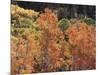 California, Sierra Nevada, Inyo Nf, Rred Fall Colors of Aspens-Christopher Talbot Frank-Mounted Photographic Print