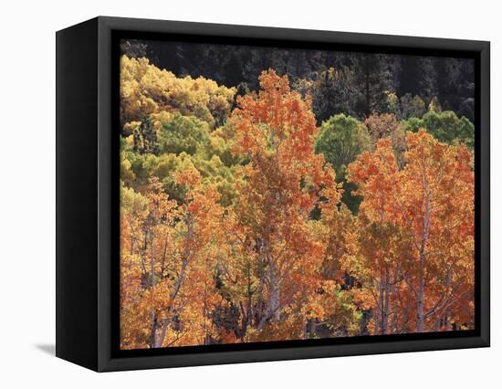 California, Sierra Nevada, Inyo Nf, Rred Fall Colors of Aspens-Christopher Talbot Frank-Framed Stretched Canvas