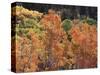 California, Sierra Nevada, Inyo Nf, Rred Fall Colors of Aspens-Christopher Talbot Frank-Stretched Canvas