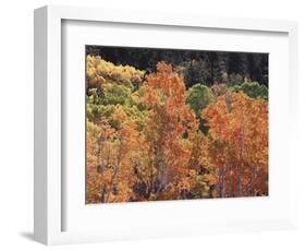 California, Sierra Nevada, Inyo Nf, Rred Fall Colors of Aspens-Christopher Talbot Frank-Framed Photographic Print