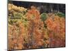 California, Sierra Nevada, Inyo Nf, Rred Fall Colors of Aspens-Christopher Talbot Frank-Mounted Photographic Print