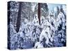 California, Sierra Nevada, Inyo Nf, Snow Covered Red Fir Tree Forest-Christopher Talbot Frank-Stretched Canvas