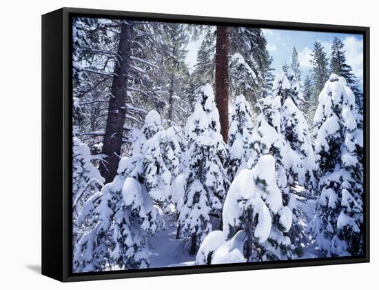 California, Sierra Nevada, Inyo Nf, Snow Covered Red Fir Tree Forest-Christopher Talbot Frank-Framed Stretched Canvas