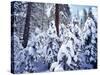 California, Sierra Nevada, Inyo Nf, Snow Covered Red Fir Tree Forest-Christopher Talbot Frank-Stretched Canvas