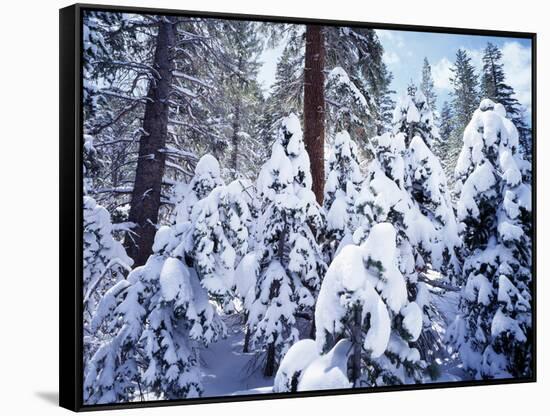 California, Sierra Nevada, Inyo Nf, Snow Covered Red Fir Tree Forest-Christopher Talbot Frank-Framed Stretched Canvas