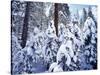 California, Sierra Nevada, Inyo Nf, Snow Covered Red Fir Tree Forest-Christopher Talbot Frank-Stretched Canvas