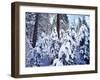 California, Sierra Nevada, Inyo Nf, Snow Covered Red Fir Tree Forest-Christopher Talbot Frank-Framed Photographic Print