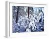 California, Sierra Nevada, Inyo Nf, Snow Covered Red Fir Tree Forest-Christopher Talbot Frank-Framed Photographic Print