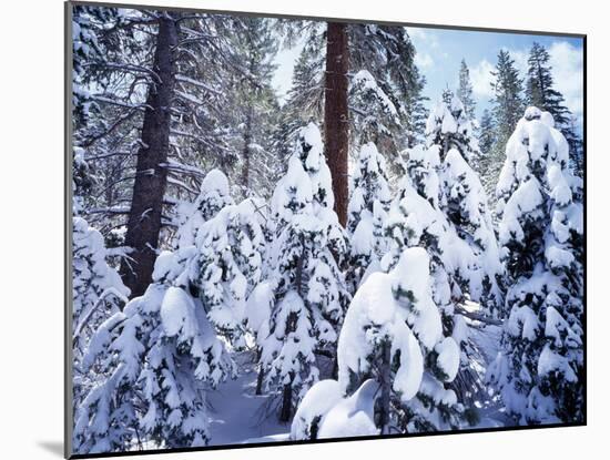 California, Sierra Nevada, Inyo Nf, Snow Covered Red Fir Tree Forest-Christopher Talbot Frank-Mounted Photographic Print