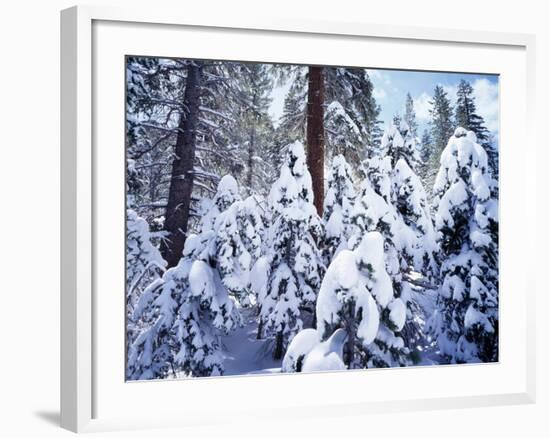 California, Sierra Nevada, Inyo Nf, Snow Covered Red Fir Tree Forest-Christopher Talbot Frank-Framed Photographic Print