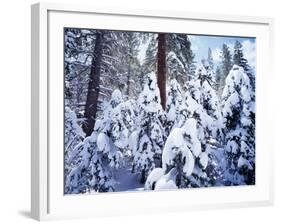 California, Sierra Nevada, Inyo Nf, Snow Covered Red Fir Tree Forest-Christopher Talbot Frank-Framed Photographic Print