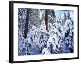 California, Sierra Nevada, Inyo Nf, Snow Covered Red Fir Tree Forest-Christopher Talbot Frank-Framed Photographic Print