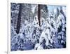 California, Sierra Nevada, Inyo Nf, Snow Covered Red Fir Tree Forest-Christopher Talbot Frank-Framed Photographic Print