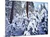 California, Sierra Nevada, Inyo Nf, Snow Covered Red Fir Tree Forest-Christopher Talbot Frank-Mounted Photographic Print