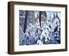 California, Sierra Nevada, Inyo Nf, Snow Covered Red Fir Tree Forest-Christopher Talbot Frank-Framed Photographic Print