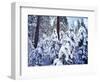 California, Sierra Nevada, Inyo Nf, Snow Covered Red Fir Tree Forest-Christopher Talbot Frank-Framed Photographic Print