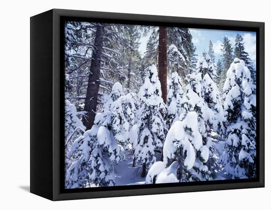 California, Sierra Nevada, Inyo Nf, Snow Covered Red Fir Tree Forest-Christopher Talbot Frank-Framed Stretched Canvas