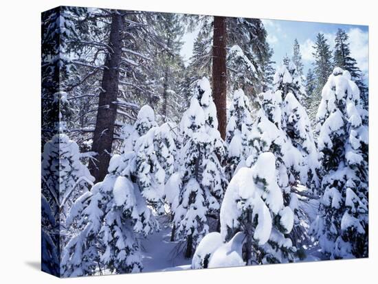 California, Sierra Nevada, Inyo Nf, Snow Covered Red Fir Tree Forest-Christopher Talbot Frank-Stretched Canvas