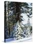 California, Sierra Nevada, Inyo Nf, Snow Covered Red Fir Trees Trees-Christopher Talbot Frank-Stretched Canvas
