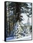 California, Sierra Nevada, Inyo Nf, Snow Covered Red Fir Trees Trees-Christopher Talbot Frank-Framed Stretched Canvas