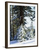 California, Sierra Nevada, Inyo Nf, Snow Covered Red Fir Trees Trees-Christopher Talbot Frank-Framed Premium Photographic Print