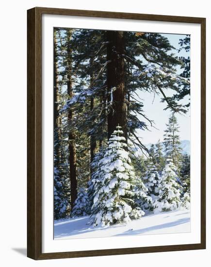 California, Sierra Nevada, Inyo Nf, Snow Covered Red Fir Trees Trees-Christopher Talbot Frank-Framed Premium Photographic Print