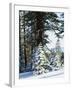 California, Sierra Nevada, Inyo Nf, Snow Covered Red Fir Trees Trees-Christopher Talbot Frank-Framed Premium Photographic Print