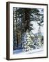 California, Sierra Nevada, Inyo Nf, Snow Covered Red Fir Trees Trees-Christopher Talbot Frank-Framed Premium Photographic Print