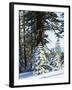 California, Sierra Nevada, Inyo Nf, Snow Covered Red Fir Trees Trees-Christopher Talbot Frank-Framed Premium Photographic Print