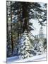 California, Sierra Nevada, Inyo Nf, Snow Covered Red Fir Trees Trees-Christopher Talbot Frank-Mounted Premium Photographic Print