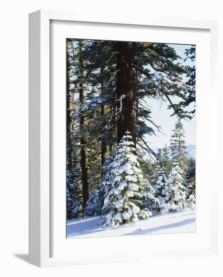 California, Sierra Nevada, Inyo Nf, Snow Covered Red Fir Trees Trees-Christopher Talbot Frank-Framed Photographic Print