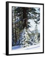 California, Sierra Nevada, Inyo Nf, Snow Covered Red Fir Trees Trees-Christopher Talbot Frank-Framed Photographic Print