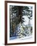 California, Sierra Nevada, Inyo Nf, Snow Covered Red Fir Trees Trees-Christopher Talbot Frank-Framed Photographic Print