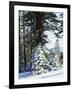 California, Sierra Nevada, Inyo Nf, Snow Covered Red Fir Trees Trees-Christopher Talbot Frank-Framed Photographic Print