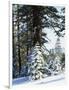 California, Sierra Nevada, Inyo Nf, Snow Covered Red Fir Trees Trees-Christopher Talbot Frank-Framed Photographic Print