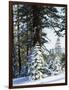 California, Sierra Nevada, Inyo Nf, Snow Covered Red Fir Trees Trees-Christopher Talbot Frank-Framed Photographic Print