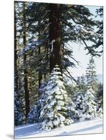 California, Sierra Nevada, Inyo Nf, Snow Covered Red Fir Trees Trees-Christopher Talbot Frank-Mounted Photographic Print