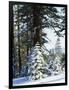 California, Sierra Nevada, Inyo Nf, Snow Covered Red Fir Trees Trees-Christopher Talbot Frank-Framed Photographic Print