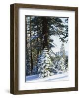 California, Sierra Nevada, Inyo Nf, Snow Covered Red Fir Trees Trees-Christopher Talbot Frank-Framed Photographic Print